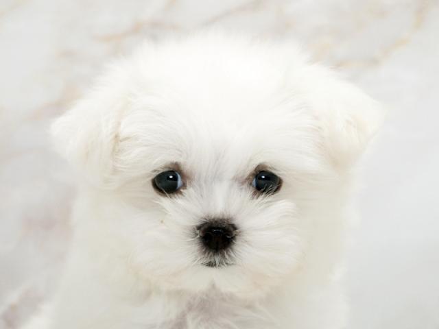 ����å�����Ⱦܺ٥ǡ����������ޤ���