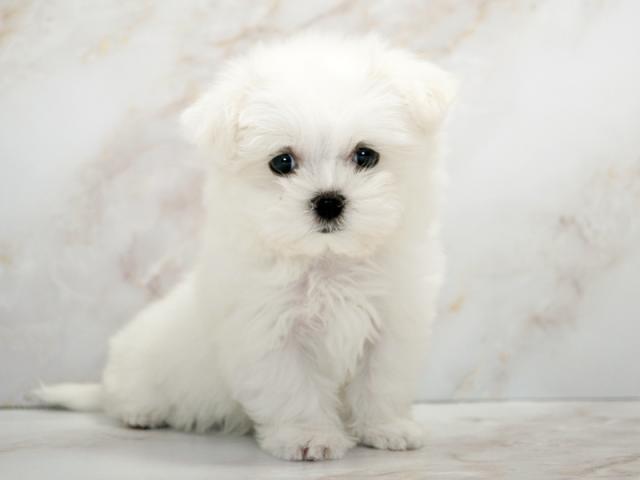 ����ͥ���2