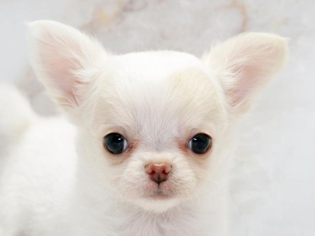 ����å�����Ⱦܺ٥ǡ����������ޤ���