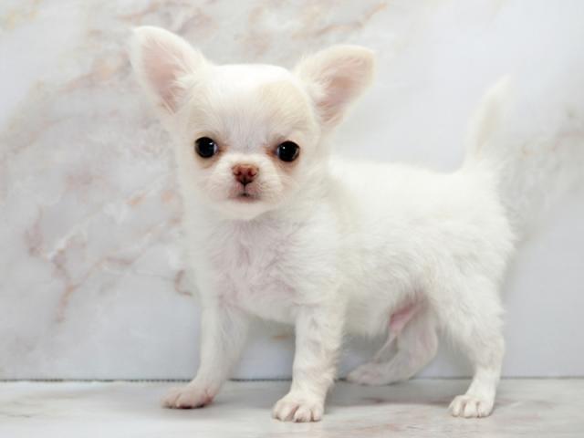 ����ͥ���2