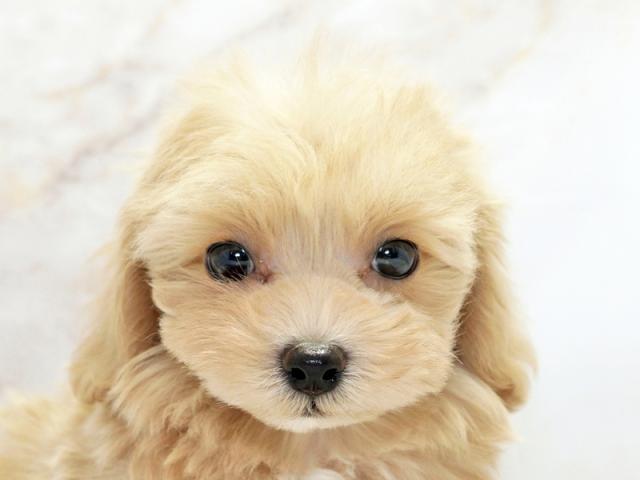 ����å�����Ⱦܺ٥ǡ����������ޤ���