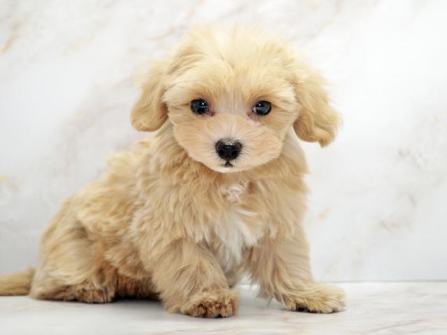 ����ͥ���2