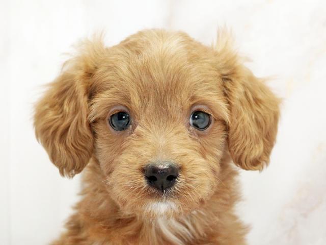 ����å�����Ⱦܺ٥ǡ����������ޤ���