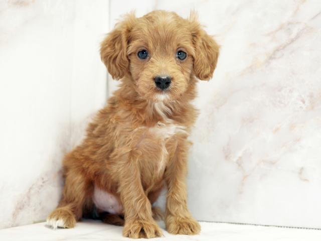 ����ͥ���2