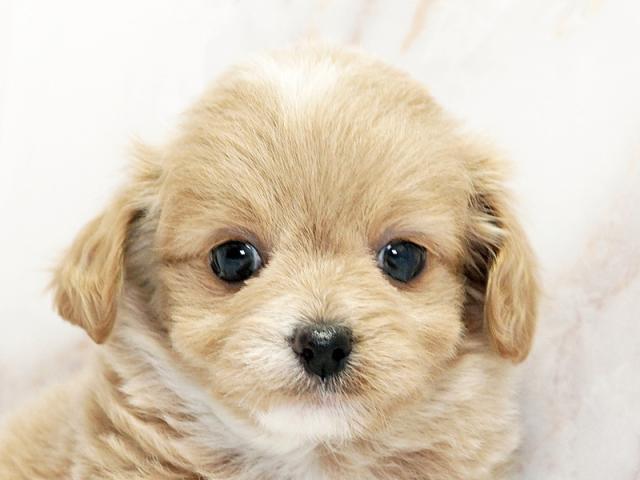 ����å�����Ⱦܺ٥ǡ����������ޤ���