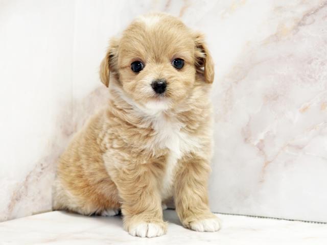 ����ͥ���2