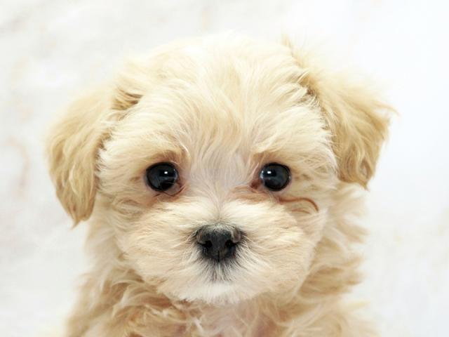 ����å�����Ⱦܺ٥ǡ����������ޤ���