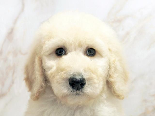 ����å�����Ⱦܺ٥ǡ����������ޤ���