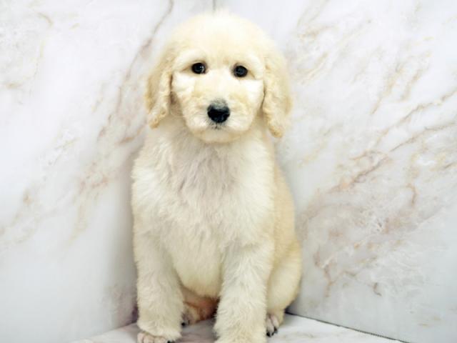 ����ͥ���2