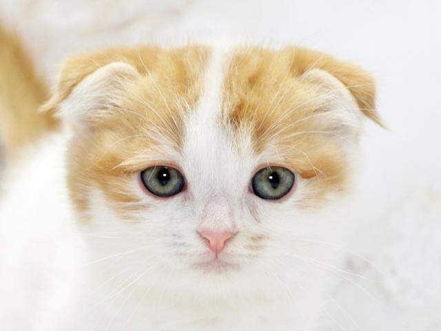 ����å�����Ⱦܺ٥ǡ����������ޤ���