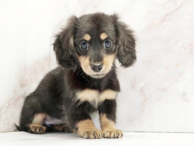 ����ͥ���2