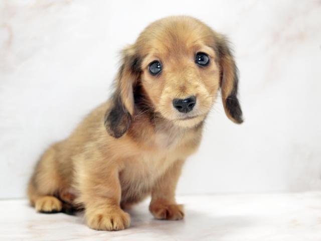 ����ͥ���2