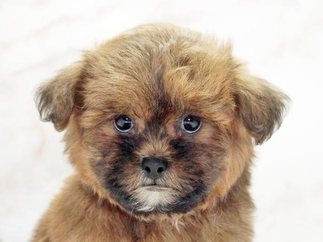 ����å�����Ⱦܺ٥ǡ����������ޤ���