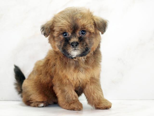 ����ͥ���2