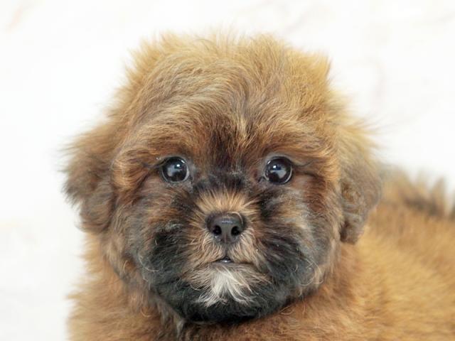 ����å�����Ⱦܺ٥ǡ����������ޤ���