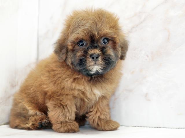 ����ͥ���2