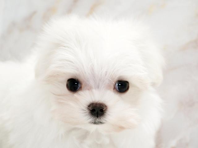 ����å�����Ⱦܺ٥ǡ����������ޤ���