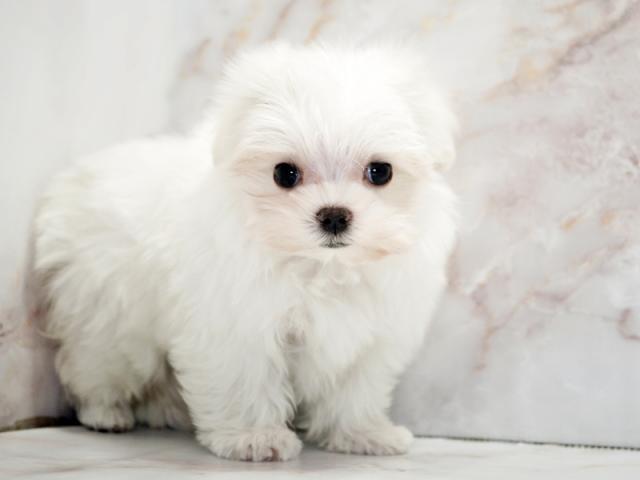 ����ͥ���2