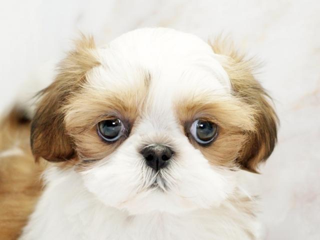 ����å�����Ⱦܺ٥ǡ����������ޤ���