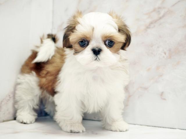 ����ͥ���2