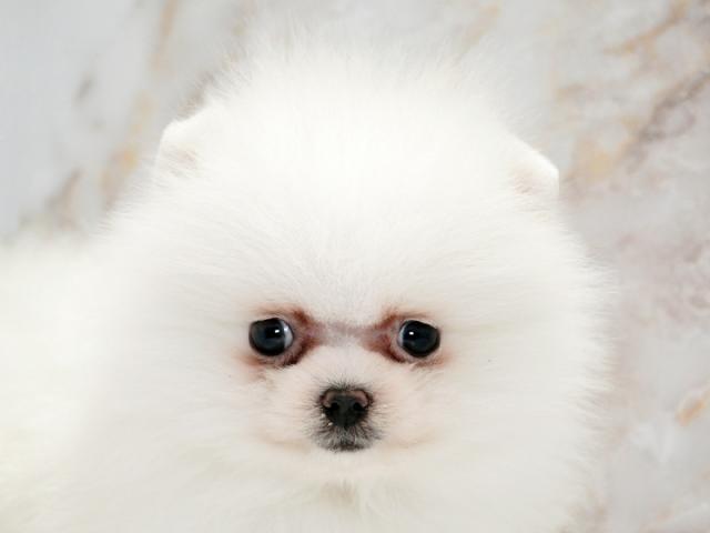 ����å�����Ⱦܺ٥ǡ����������ޤ���