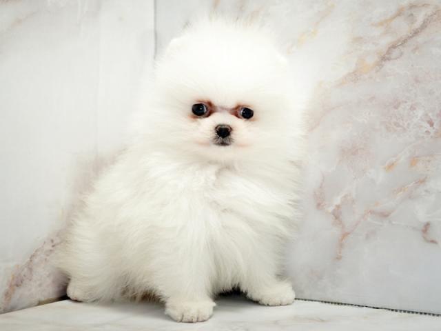 ����ͥ���2