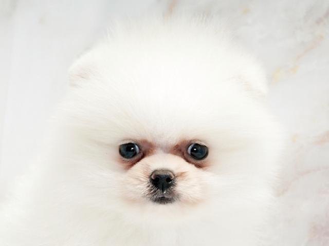 ����å�����Ⱦܺ٥ǡ����������ޤ���