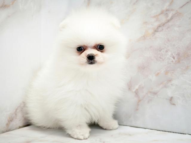 ����ͥ���2