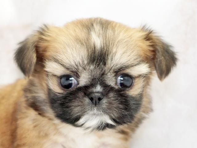 ����å�����Ⱦܺ٥ǡ����������ޤ���