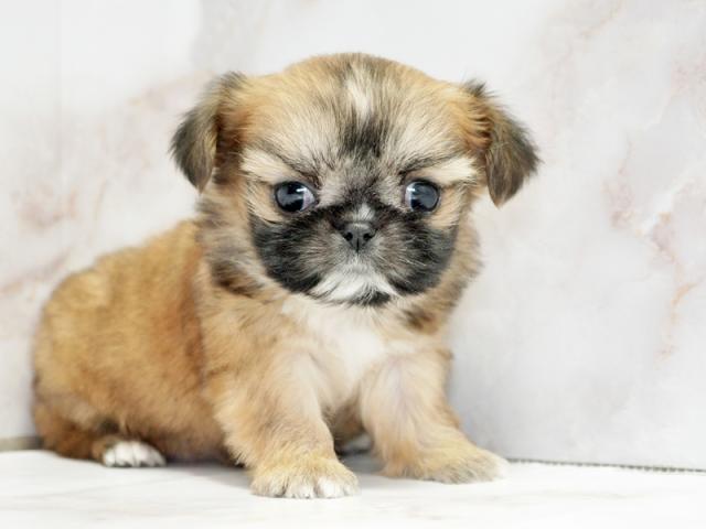 ����ͥ���2