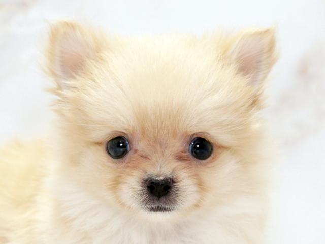 ����å�����Ⱦܺ٥ǡ����������ޤ���