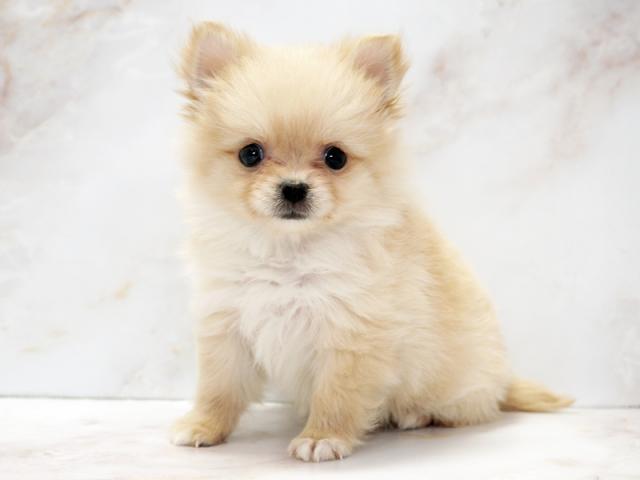 ����ͥ���2