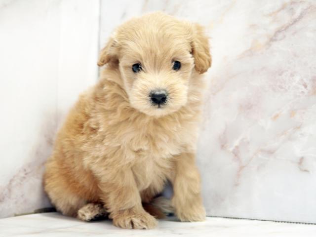 ����ͥ���2