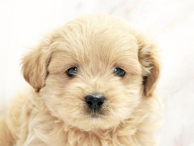 ����å�����Ⱦܺ٥ǡ����������ޤ���