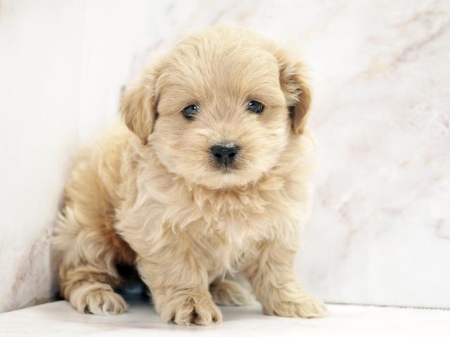 ����ͥ���2