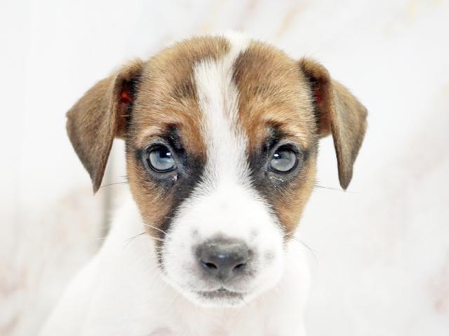 ����å�����Ⱦܺ٥ǡ����������ޤ���