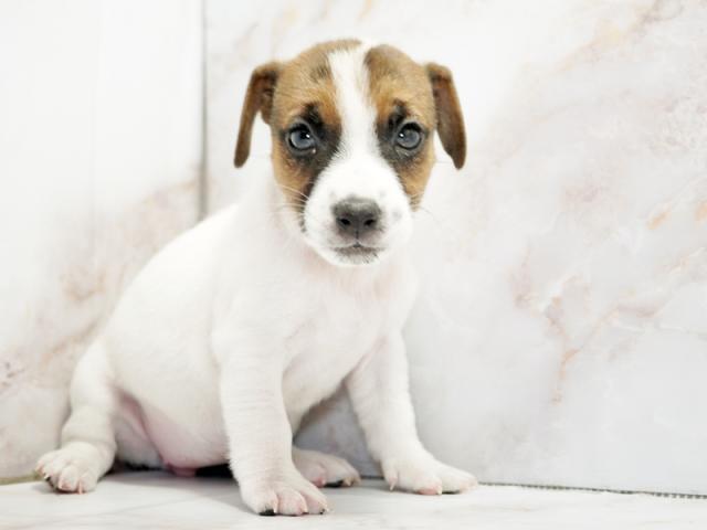 ����ͥ���2