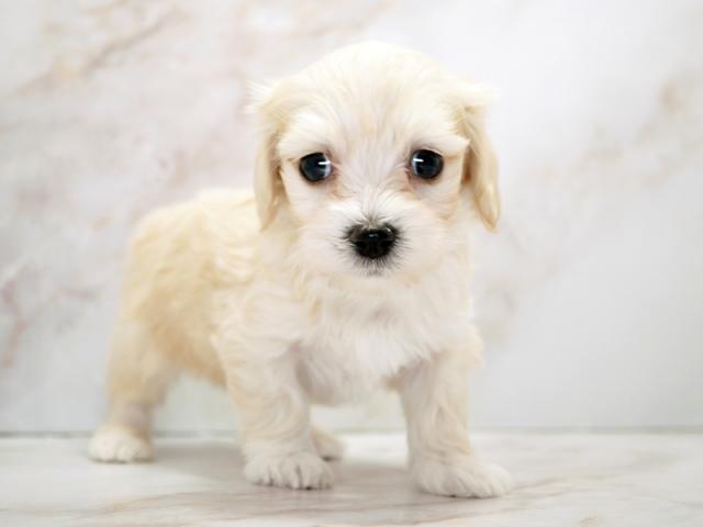 ����ͥ���2