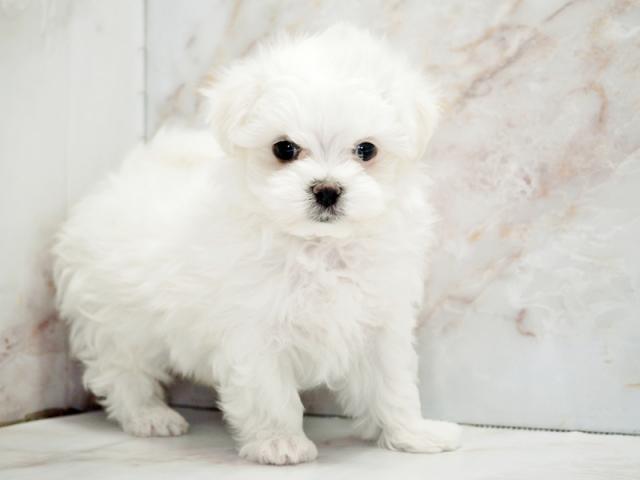 ����ͥ���2