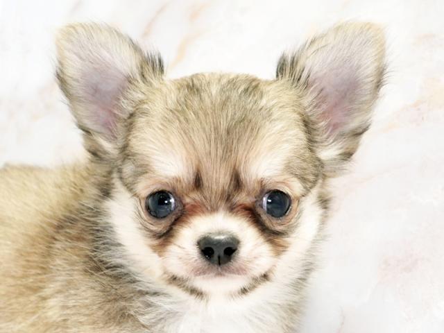 ����å�����Ⱦܺ٥ǡ����������ޤ���