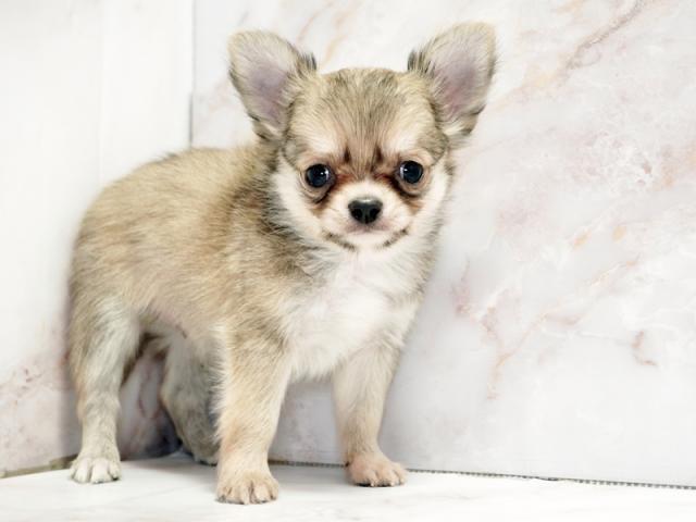 ����ͥ���2