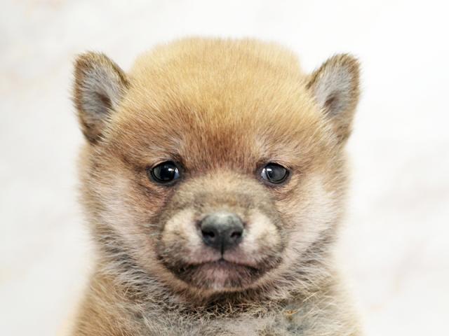 クリックすると詳細データが見られます。