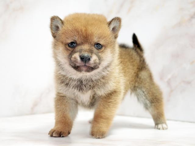 ����ͥ���2