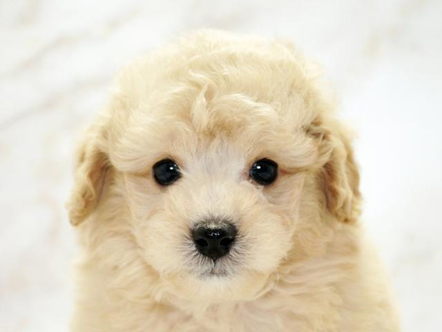 ����å�����Ⱦܺ٥ǡ����������ޤ���