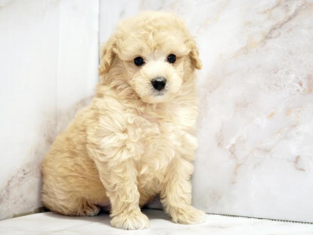 ����ͥ���2