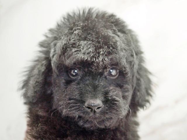 ����å�����Ⱦܺ٥ǡ����������ޤ���