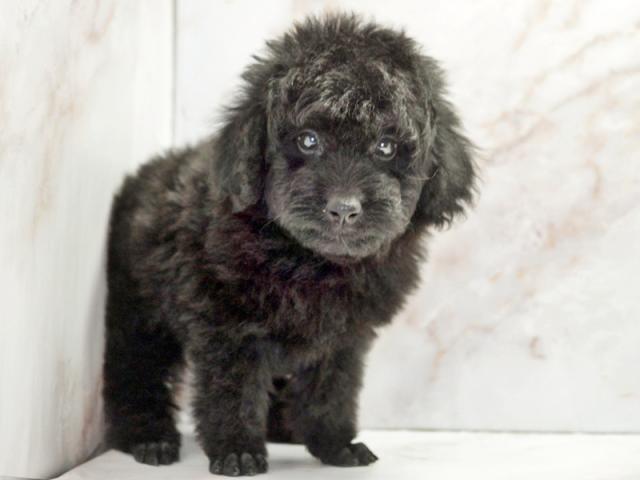 ����ͥ���2