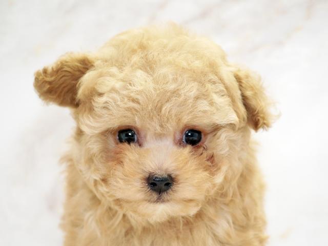 ����å�����Ⱦܺ٥ǡ����������ޤ���