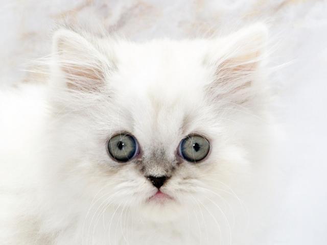 ����å�����Ⱦܺ٥ǡ����������ޤ���
