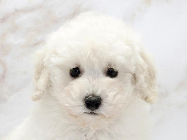 ����å�����Ⱦܺ٥ǡ����������ޤ���